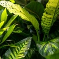 How Top Air Purifying Plants Work Hand In Hand With Home Air Filters