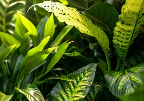 How Top Air Purifying Plants Work Hand In Hand With Home Air Filters